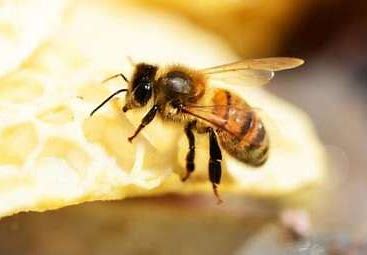 Claudine et Joseph FINANTZ   Vente de miel, propolis et fruits de saison